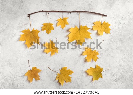 Yellow maple leaves flat lay. Autumnal yellow leaves on white background, copy space. Creative seasonal layout, autumn concept.