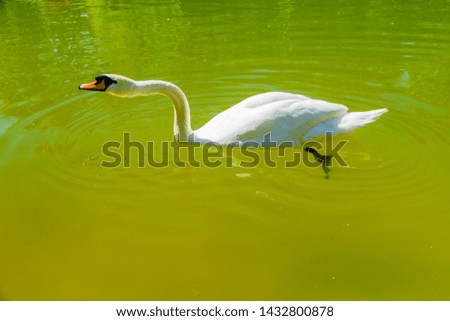 White swan in a pond at city park