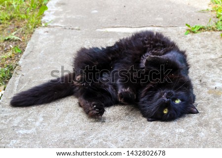 Shaggy black and brown cat lying on a concrete walkway on a summer day. The kitten is lying on its back and wants to play.