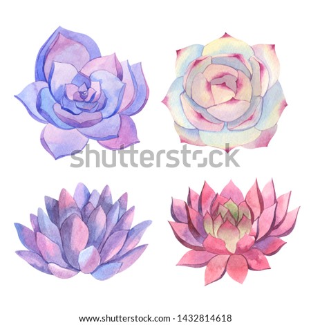 Set of watercolor different succulents  isolated on white background. Natural floral illustration for design, print, fabric or background 