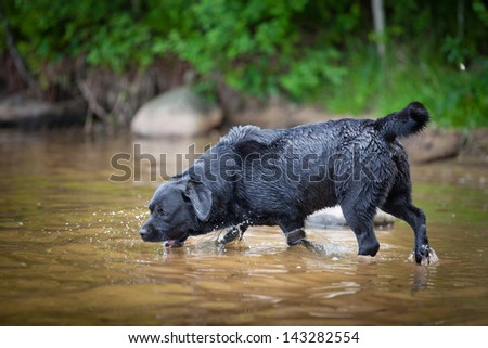 Labrador swimming in the water