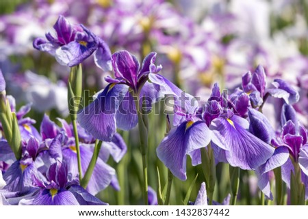 Iris, Horikiri Iris Garden, Katsushika-city, Tokyo, Japan Royalty-Free Stock Photo #1432837442