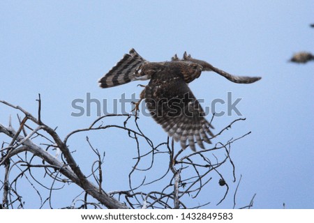Coopers hawk in a tree then taking flight 