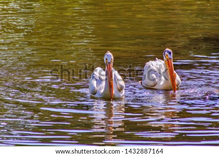 A View Of Pelicans In The Wild