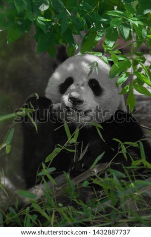 Eating (eats) bamboo.  Cute vegan bear big panda among the foliage of a big young kind bear cub
