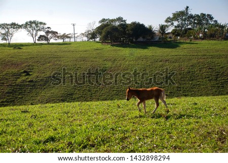 Foal photographed in Guarapari, Espirito Santo. Southeast of Brazil. Atlantic Forest Biome. Picture made in 2007.