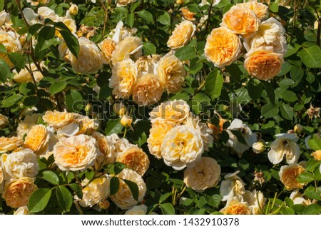 Beautiful roses "Teasing Georgia" in a summer garden Royalty-Free Stock Photo #1432910378