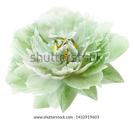 Peony flower light green on a white isolated background with clipping path. Nature. Closeup no shadows. Garden flower. 