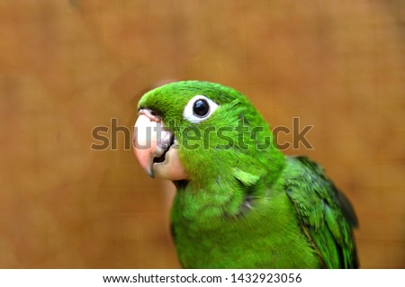 Maritaca bird, isolated, blurred background, green feathers and colorful wing. Royalty-Free Stock Photo #1432923056