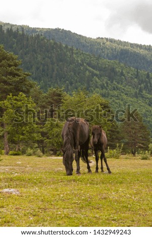 Black horse and little foal feed at the green grass