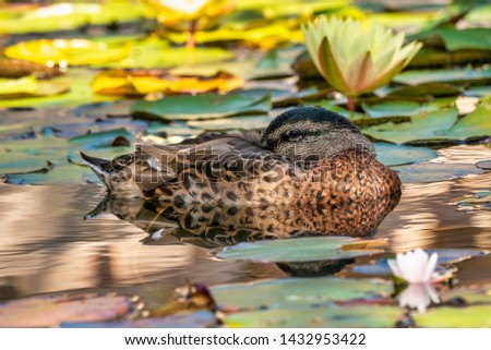 Mallard Hen Floating in Pond