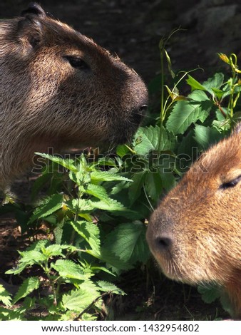 Portrait of two capybaras vacationers Sunny, summer, hot day hiding among the green, shady bushes.