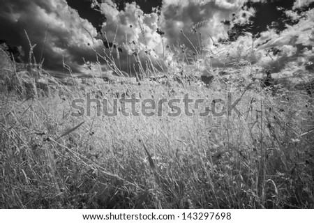 infrared photography - summer meadow with wild flowers
