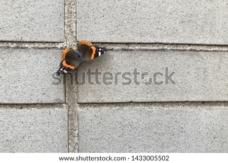 Orange Monarch Butterfly on a Wall Minimalist