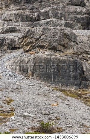 Alpine panorama with wild animals, ibexes on the rock