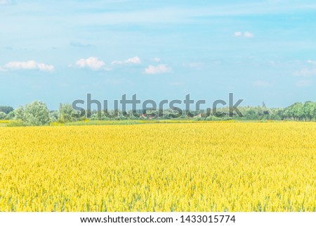 Wheat growing in a  Dutch farmer landscape during the midle of the summer