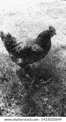A black and white picture of a chicken in the grass in Vermont in the summer.