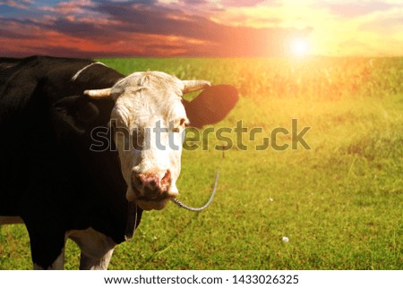 Black and white cow in a green grassy field against a night sky with sunset