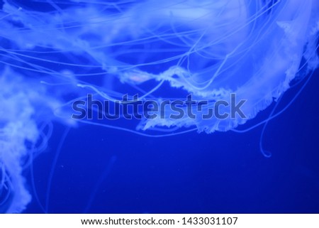 Macro of beautiful jellyfish, medusa in the neon light. Underwater life in the aquarium. Natural background. Neon abstract.