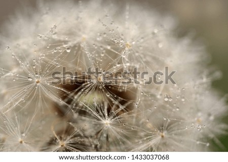 Close-up of a dandelion with small drops of water