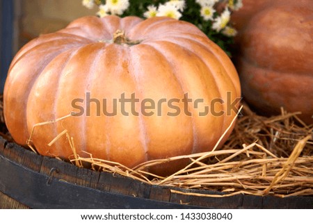 beautiful ripe orange pumpkin lying in the straw on a wooden barrel