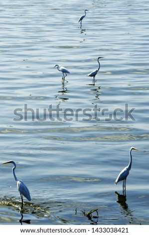 Five white herons stand in the water. Artistically lined form a "triangle" shape.