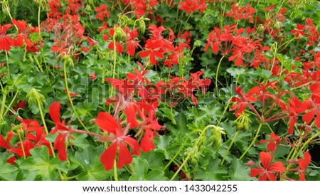 
Background of colorful natural flowers
