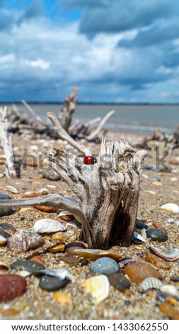 close up of ladybird on tree stump weathered on beach in essex