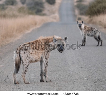 Two hyenas in the road in Kruger National Park, South Africa