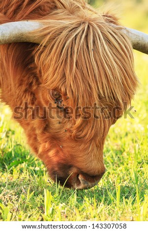 Close-up of scottish highlander cow with flies around his eye. Eating grass.