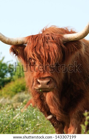 Close-up of scottish highlander cow walking to camera. Eating grass.