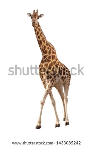 Beautiful endangered Rothschild's giraffe looking at camera isolated on white Royalty-Free Stock Photo #1433085242