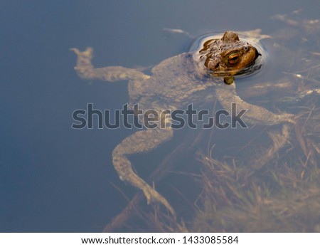 European toad swimming in pond water