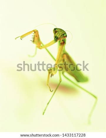 Alert predatory praying mantis isolated on yellow green background. Selective focus
