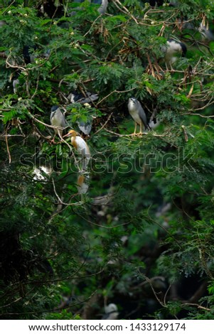 wild birds community in Medan, Indonesia. Bird little egret - Egretta garzetta, Cattle Egret (Bubulcus ibis), black-crowned night-heron (nycticorax) and Ardea purpurea (cangak merah)