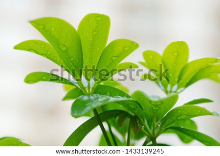  water on leaves background
