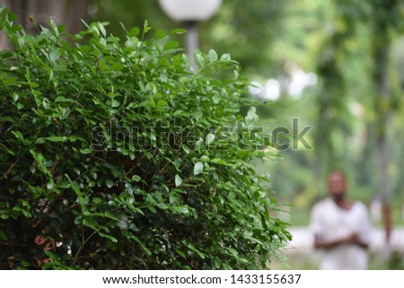 park with shrubs and green lawns. amazing natural picture