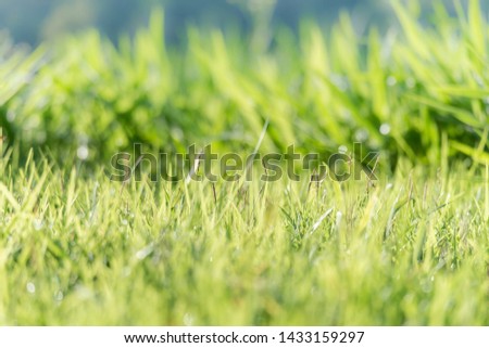 Blurred Nature green background with bright sunlight. Abstract green blurred background. Ecology concept design.