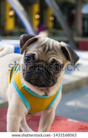 HAPPY PUG PICTURE COLOR FAWN