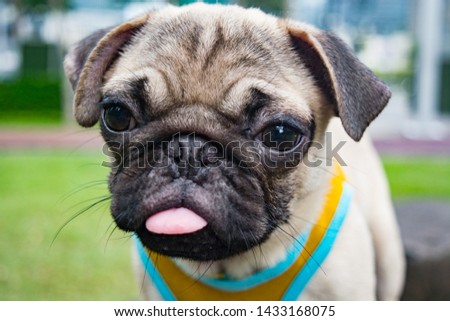 HAPPY PUG PICTURE COLOR FAWN