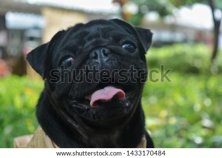 PICTURES OF HAPPY PUGS IN PARK