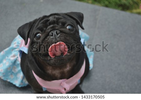 PICTURES OF HAPPY PUGS IN PARK