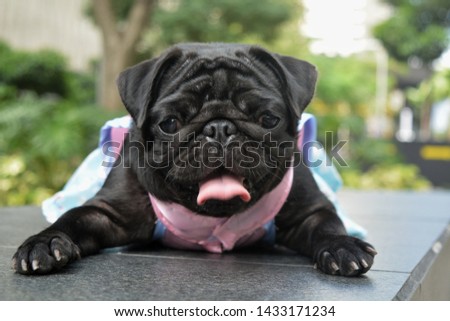 PICTURE OF A BLACK FEMALE PUG