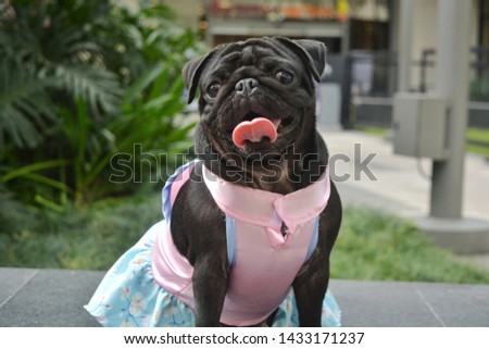 PICTURE OF A BLACK FEMALE PUG