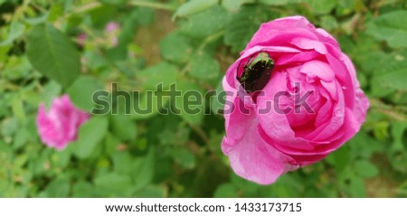 Beetle with iridescent wings sits on a pink rose flower bud