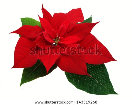 Red poinsettia flower isolated Royalty-Free Stock Photo #143319268