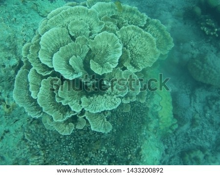 Karimunjawa's Coral Reef with various forms of coral
