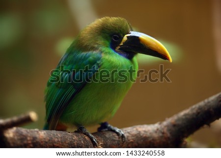 The blue-throated toucanet (Aulacorhynchus caeruleogularis) sitting on the branch with brown background.