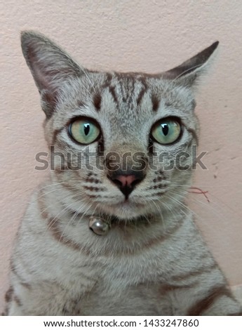Gray cat, brown pattern, yellow eyes, straight face