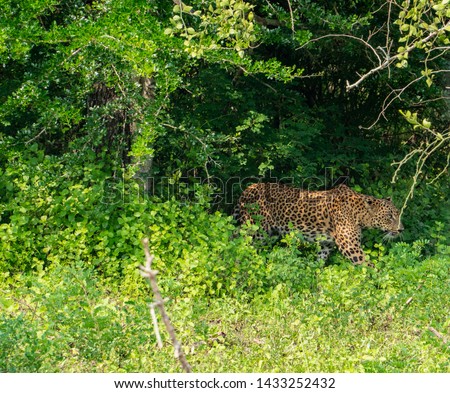 Sri lankafemale Leopard in the green bush ready for the hunt